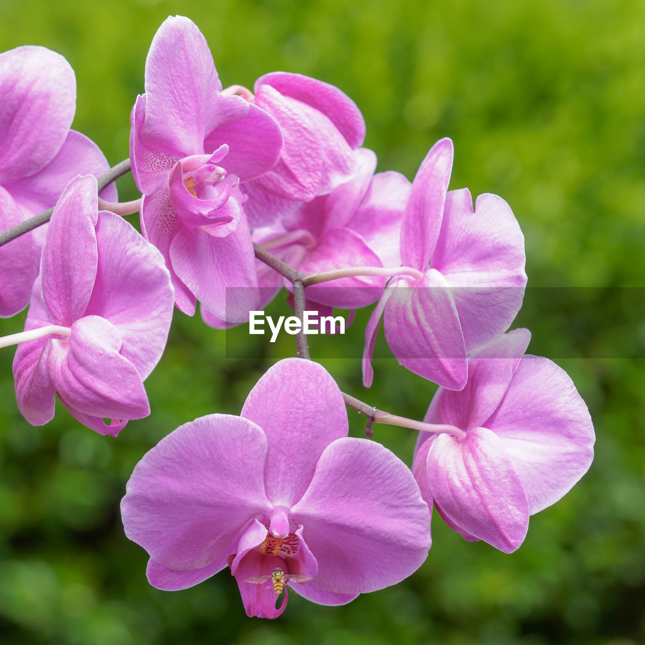 CLOSE-UP OF PINK FLOWERS BLOOMING