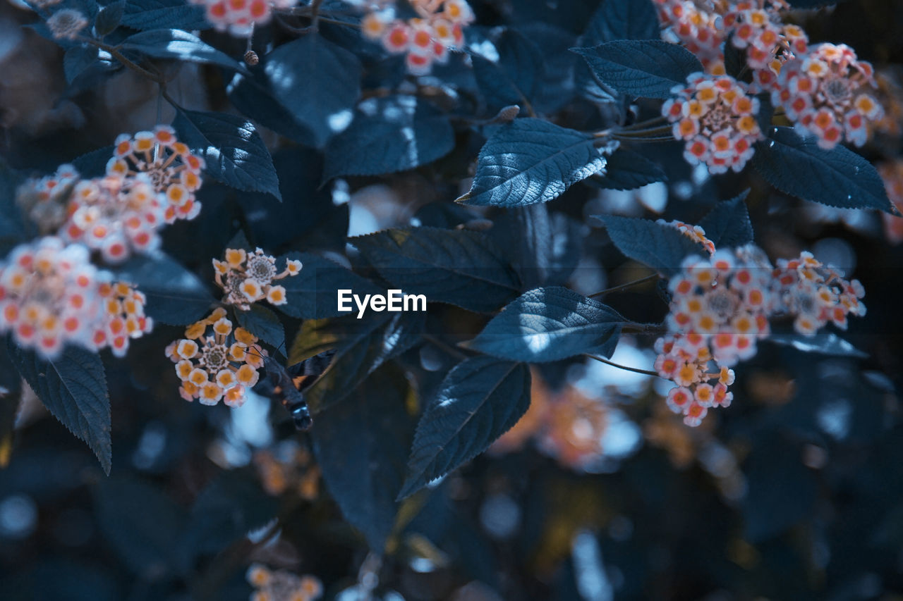 Close-up of flowering plant