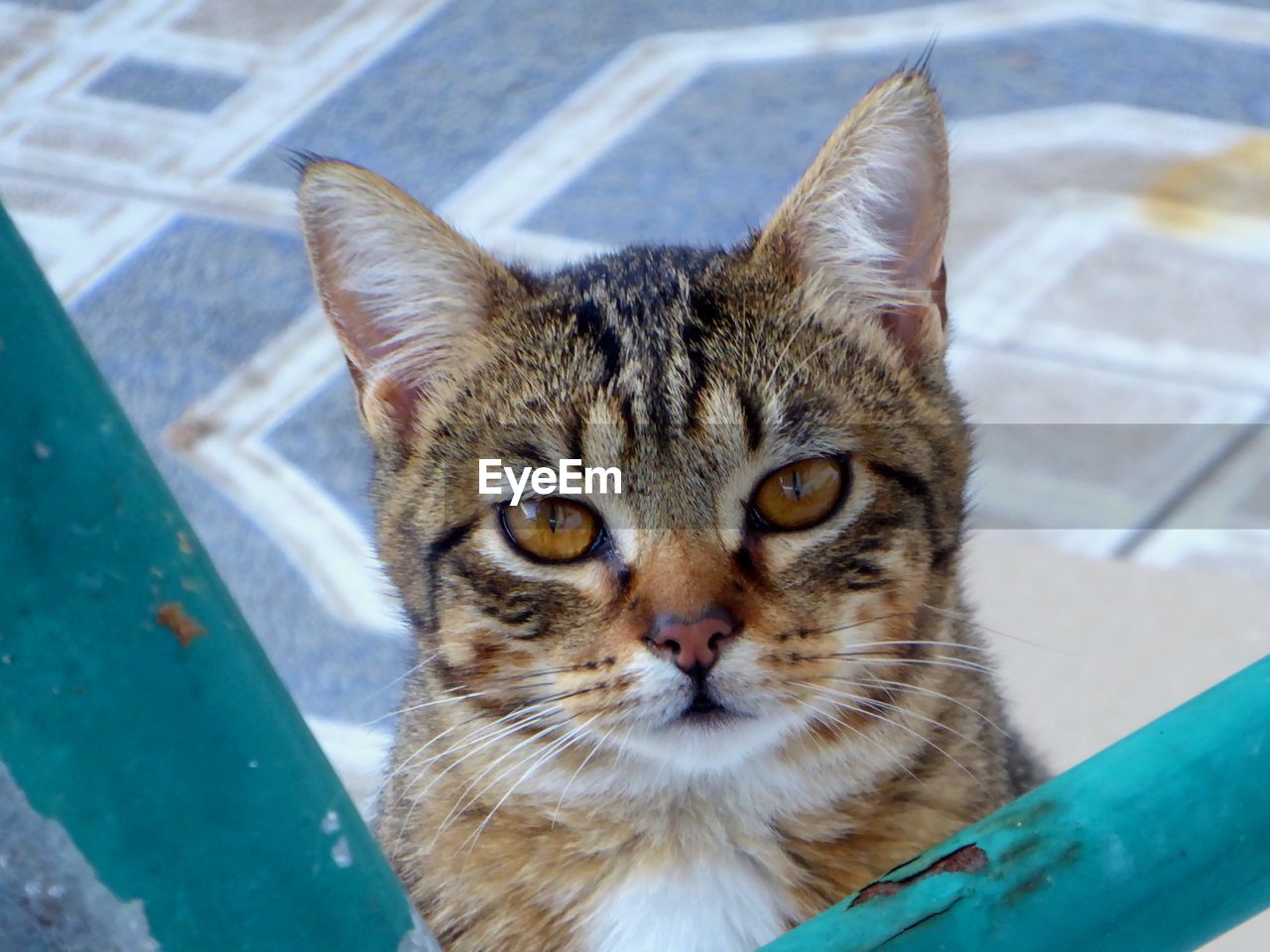 pet, animal, animal themes, cat, mammal, domestic animals, domestic cat, feline, one animal, tabby cat, portrait, looking at camera, whiskers, small to medium-sized cats, felidae, no people, animal body part, close-up, blue, day, focus on foreground, relaxation, carnivore