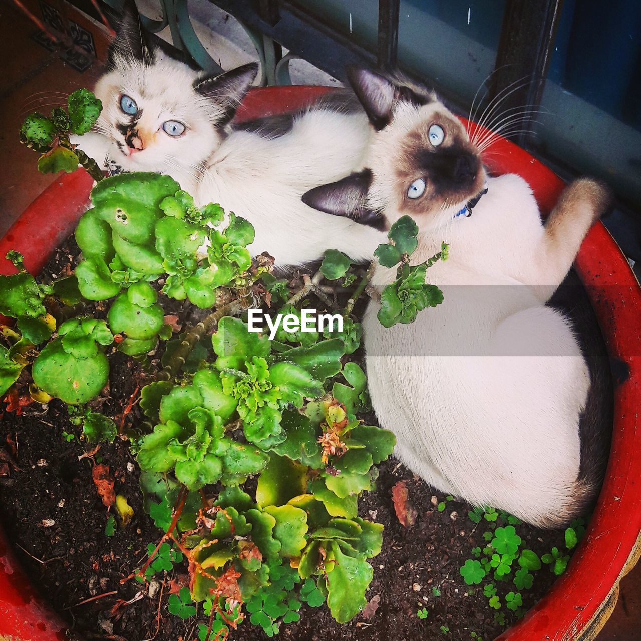 High angle portrait of cats sitting in potted plant