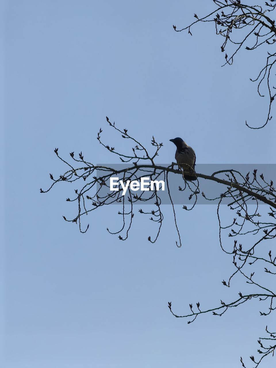 bird, branch, animal, animal wildlife, animal themes, tree, wildlife, sky, nature, perching, bare tree, clear sky, no people, twig, plant, group of animals, crow, blue, silhouette, low angle view, outdoors, bird of prey, beauty in nature, animal migration, flock, flower