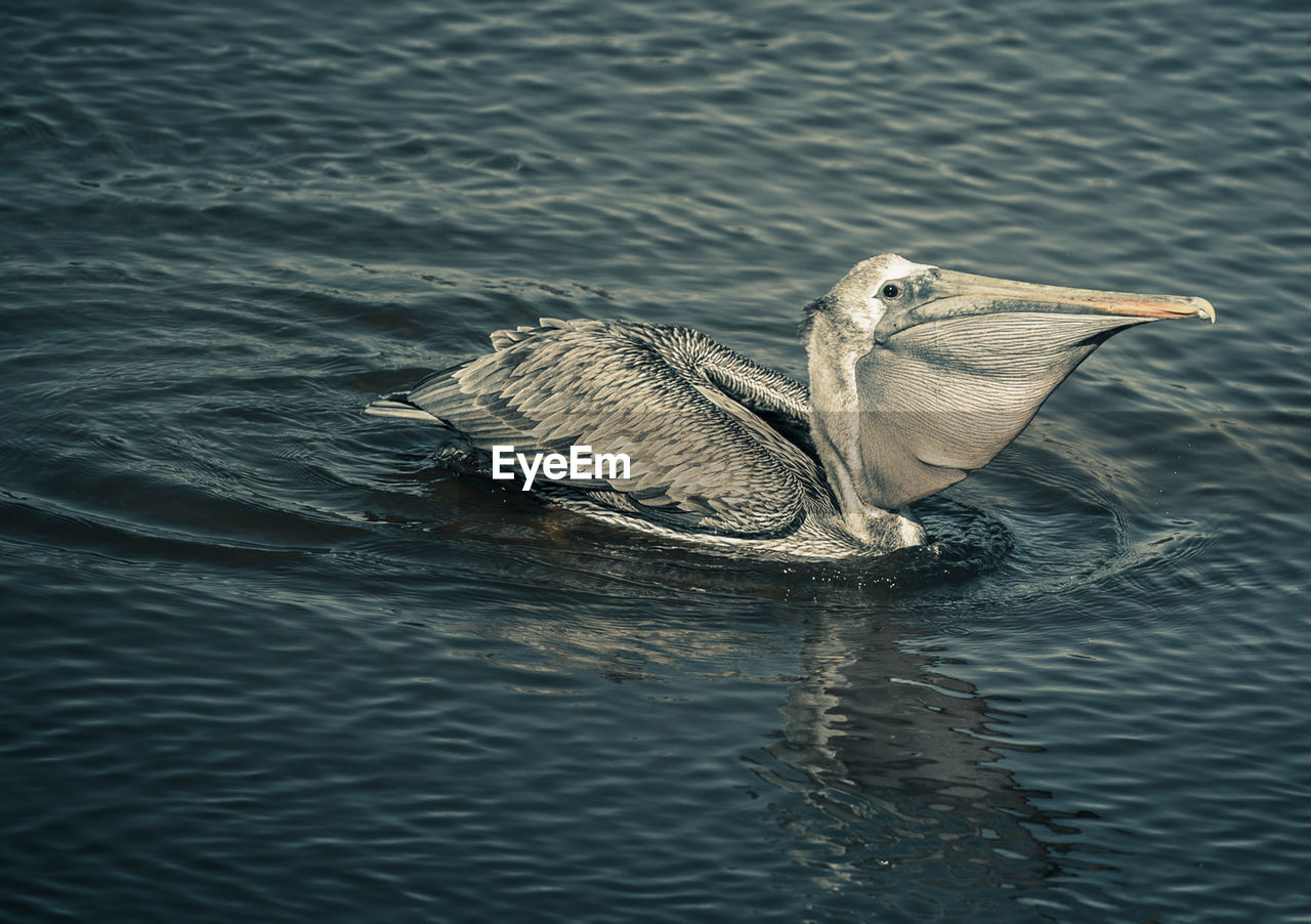 HIGH ANGLE VIEW OF PELICAN SWIMMING IN LAKE