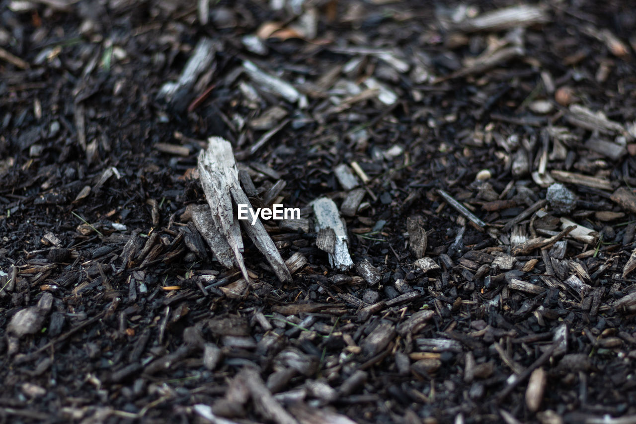 HIGH ANGLE VIEW OF INSECTS ON LAND