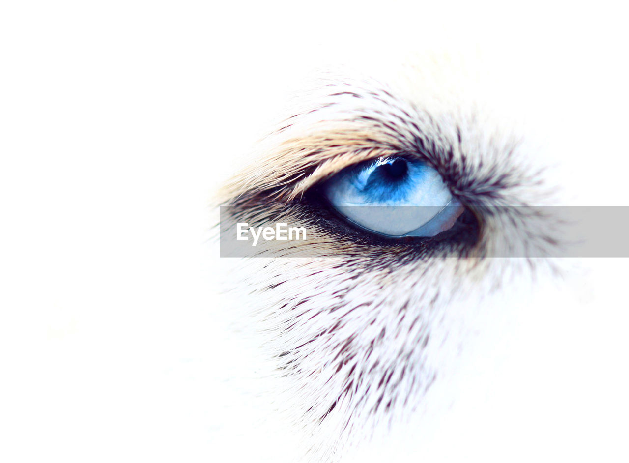 Close-up of siberian husky eye