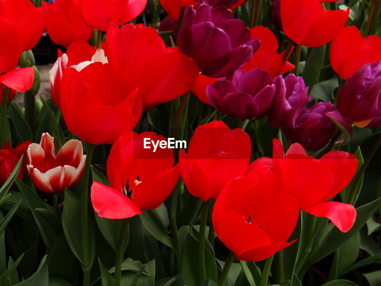 CLOSE-UP OF RED TULIP FLOWERS