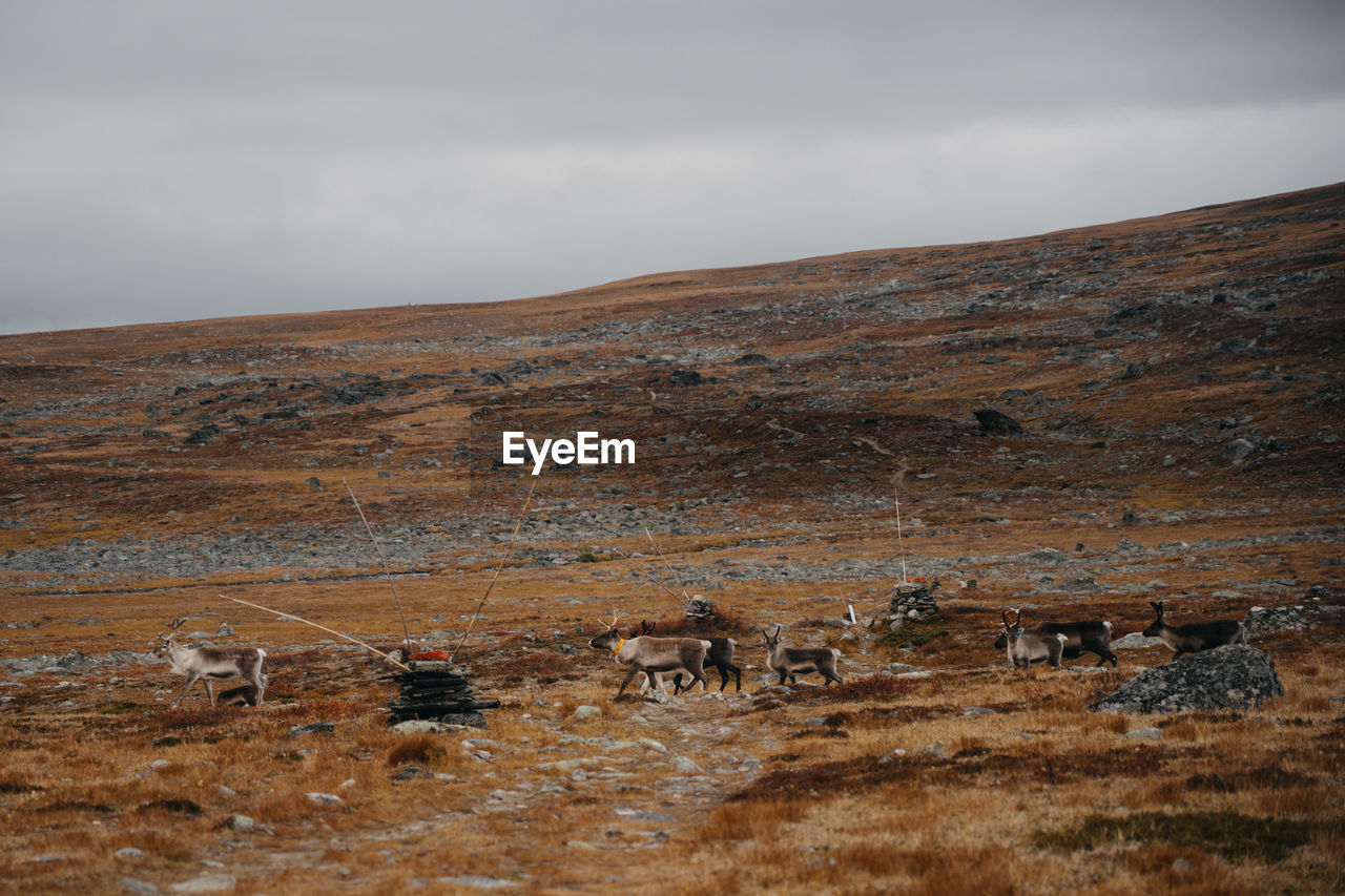 Scenic view of landscape with reindeers against sky