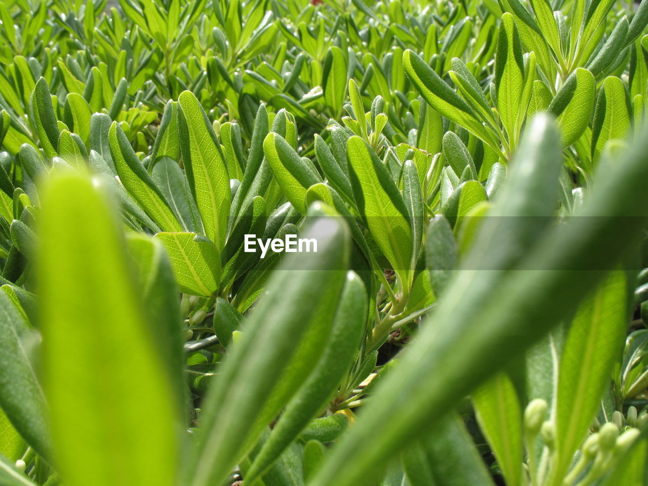 Full frame shot of corn field