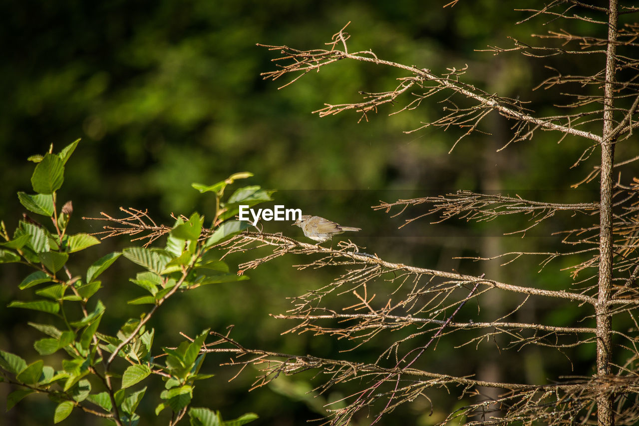 A beautiful small singing bird feeding and singing in the backyard.