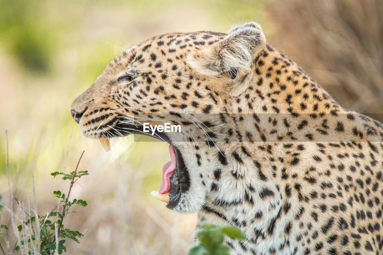 Close-up of leopard yawning