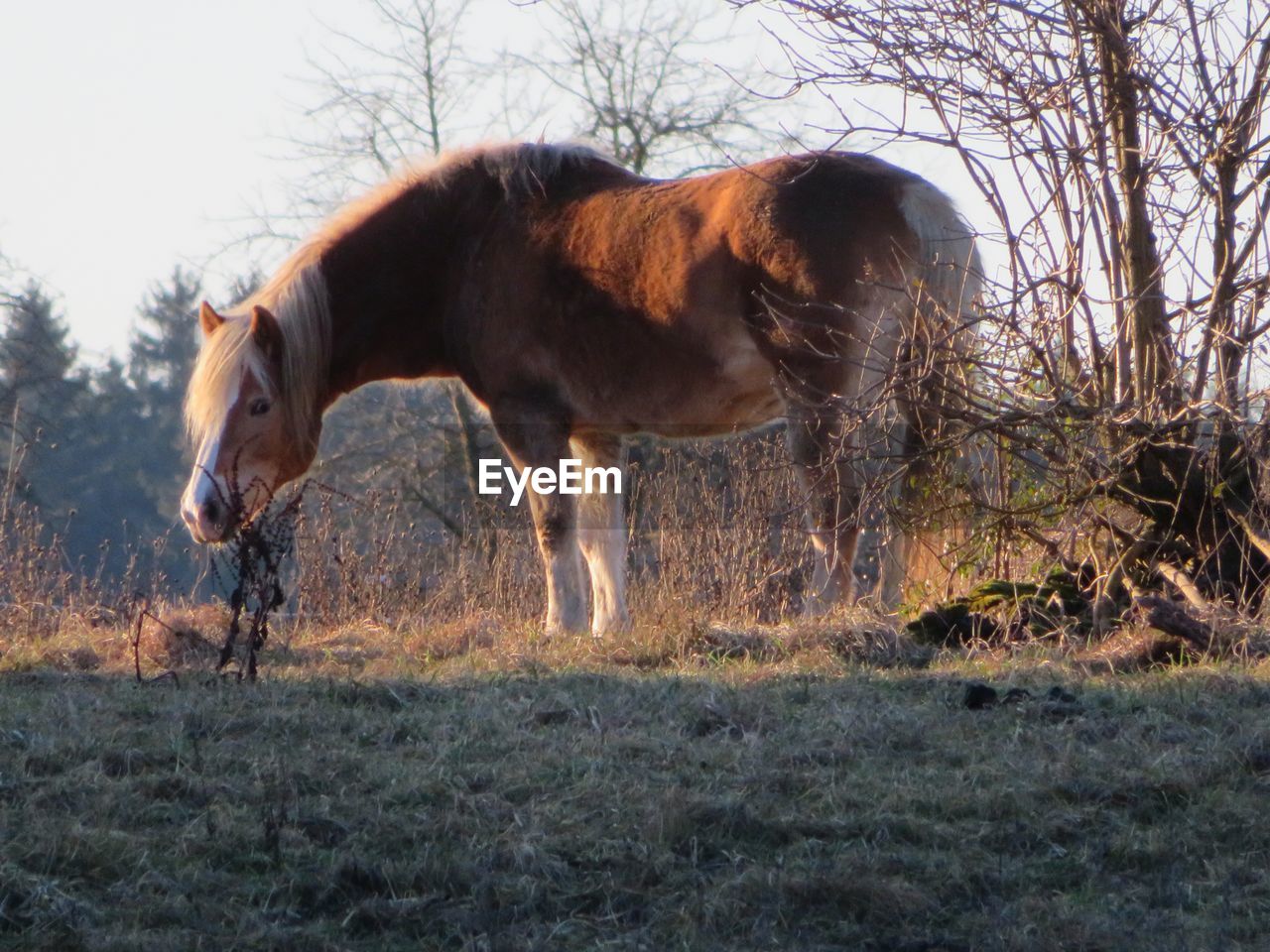 Horses in a field