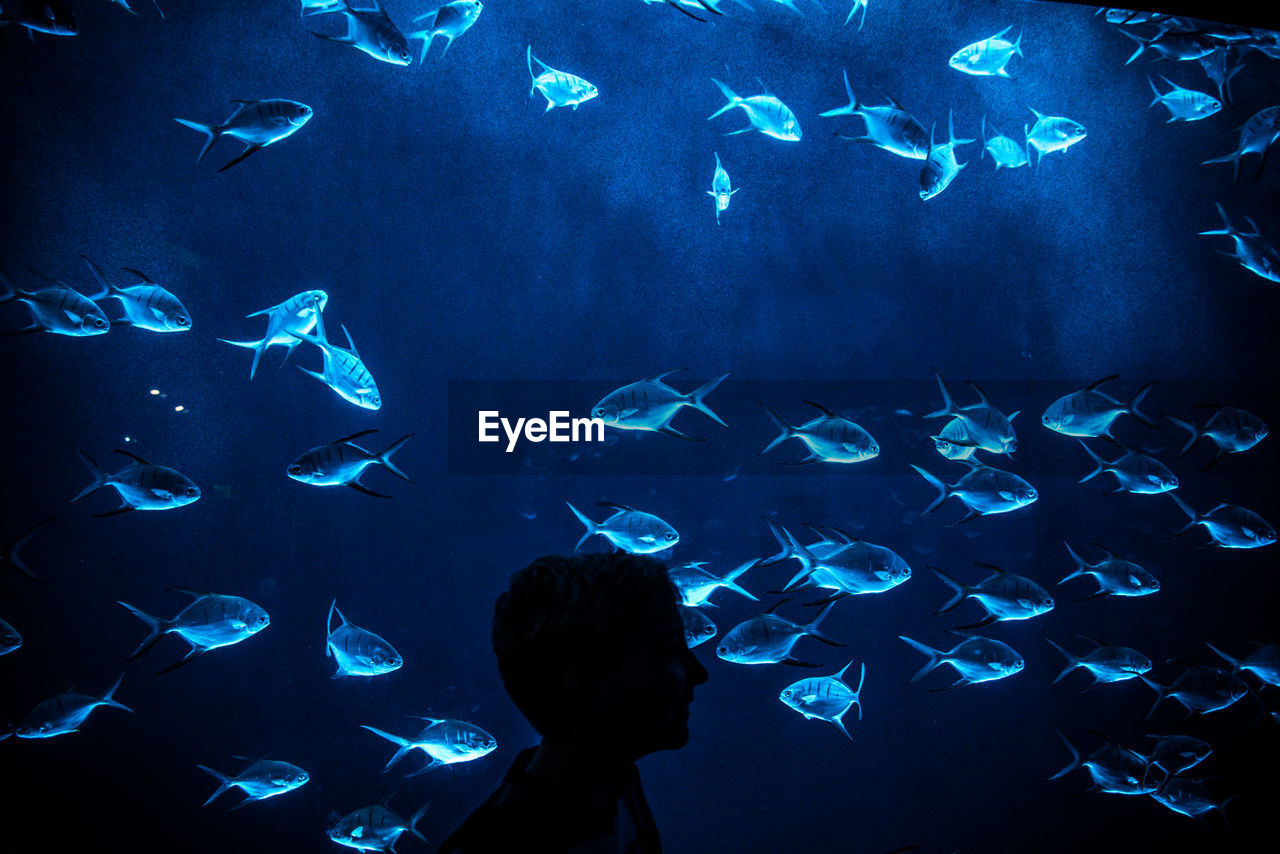 Silhouette boy by fish tank in aquarium