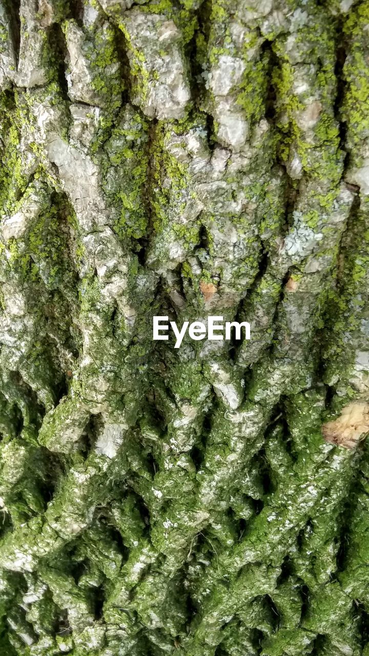 CLOSE-UP OF MOSS ON TREE TRUNK