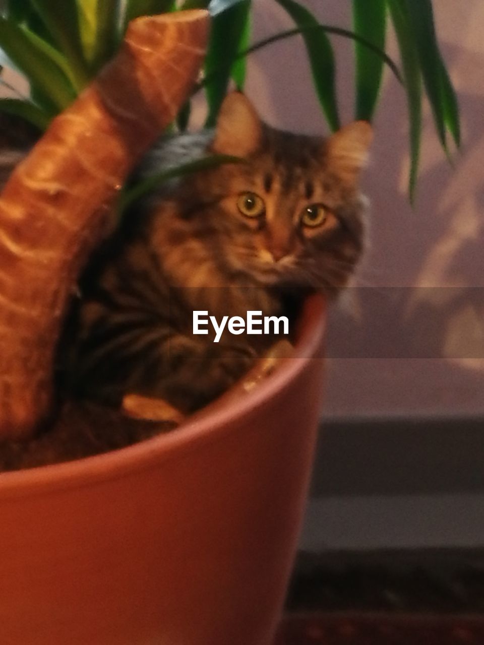 CLOSE-UP PORTRAIT OF A CAT WITH EYES