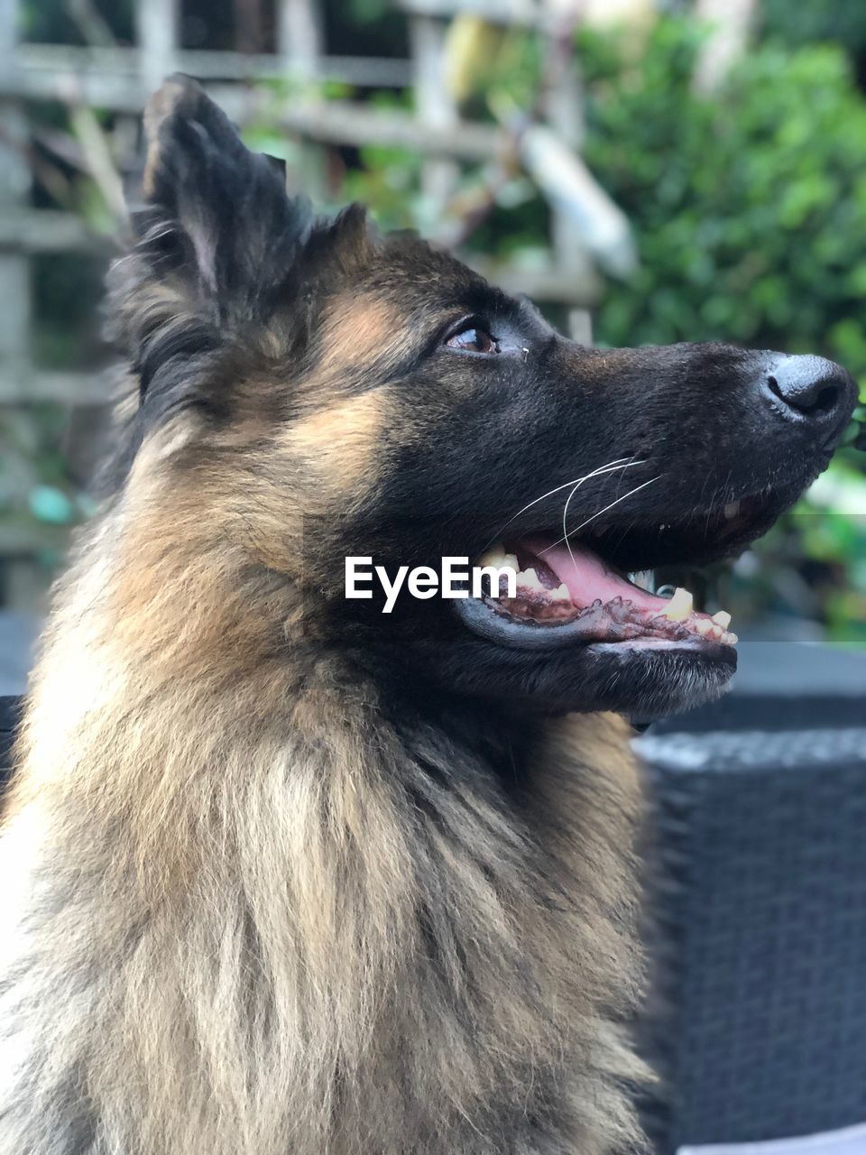 Close-up of a dog looking away