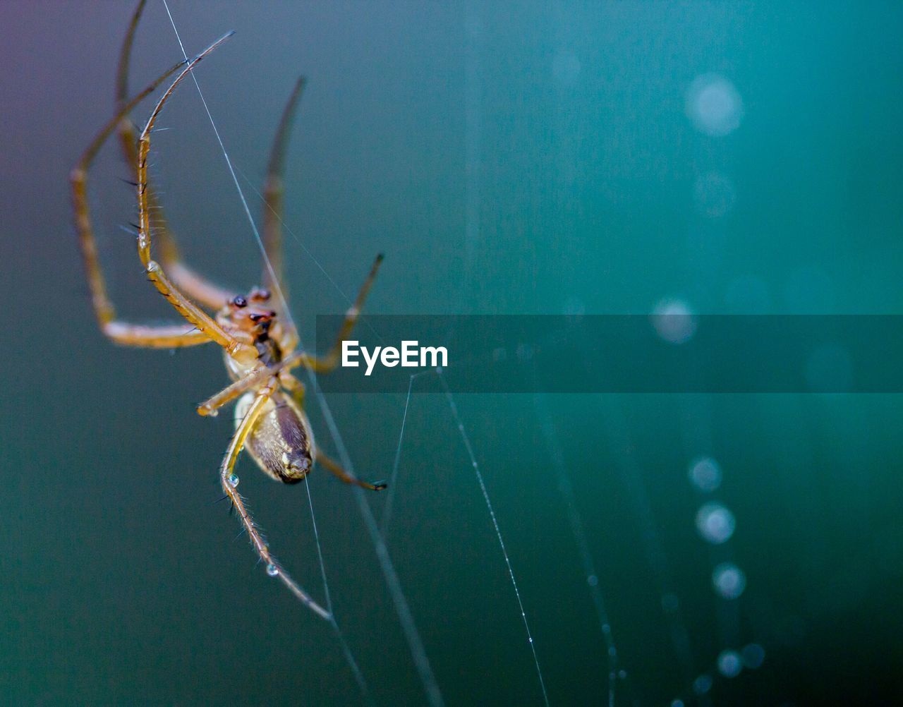 Close-up of spider on web