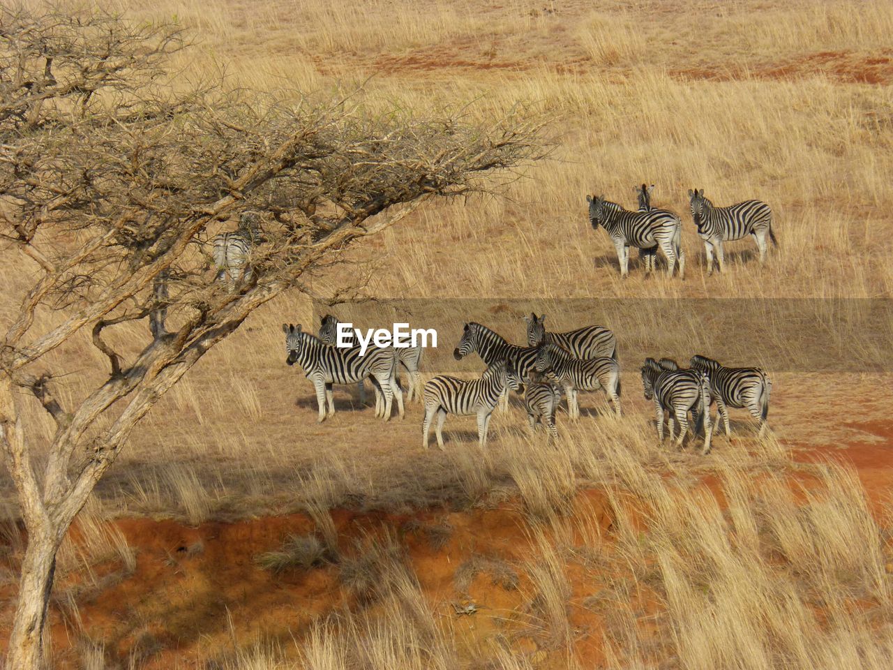 High angle view of zebras on grassy field