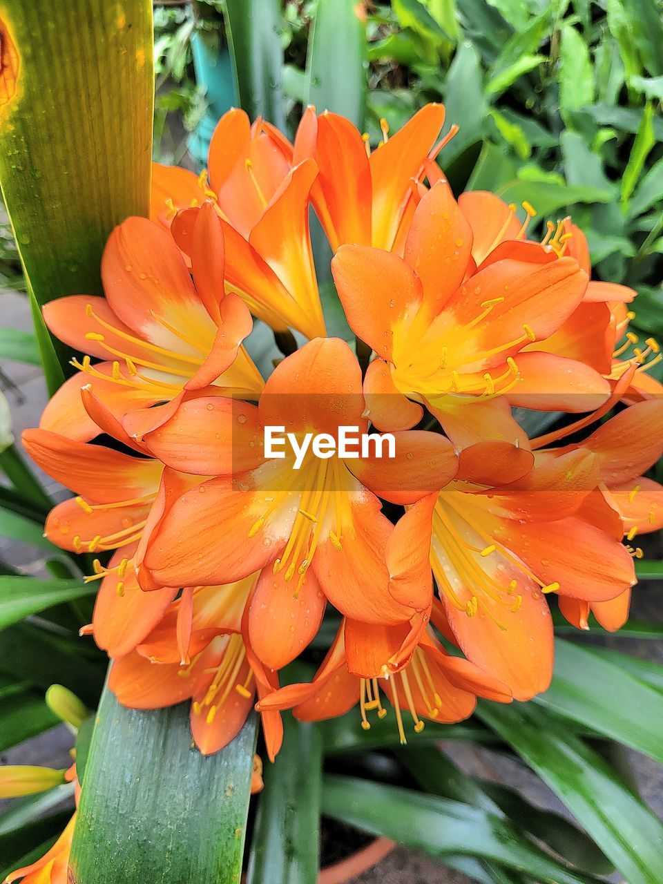 flower, flowering plant, plant, freshness, beauty in nature, petal, fragility, flower head, growth, inflorescence, close-up, orange color, nature, yellow, no people, botany, day, pollen, plant part, leaf, focus on foreground, outdoors, springtime, blossom, lily, green, stamen