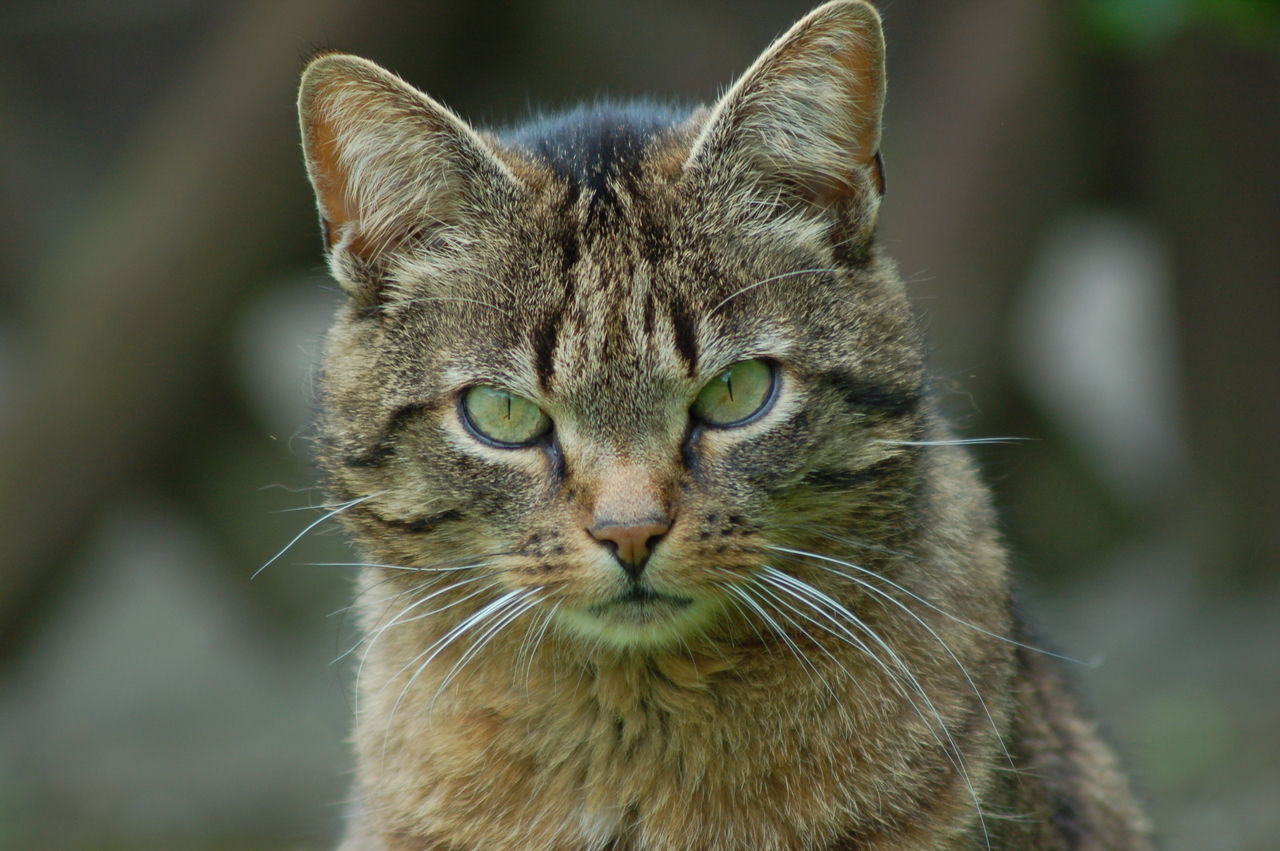 Close-up portrait of cat