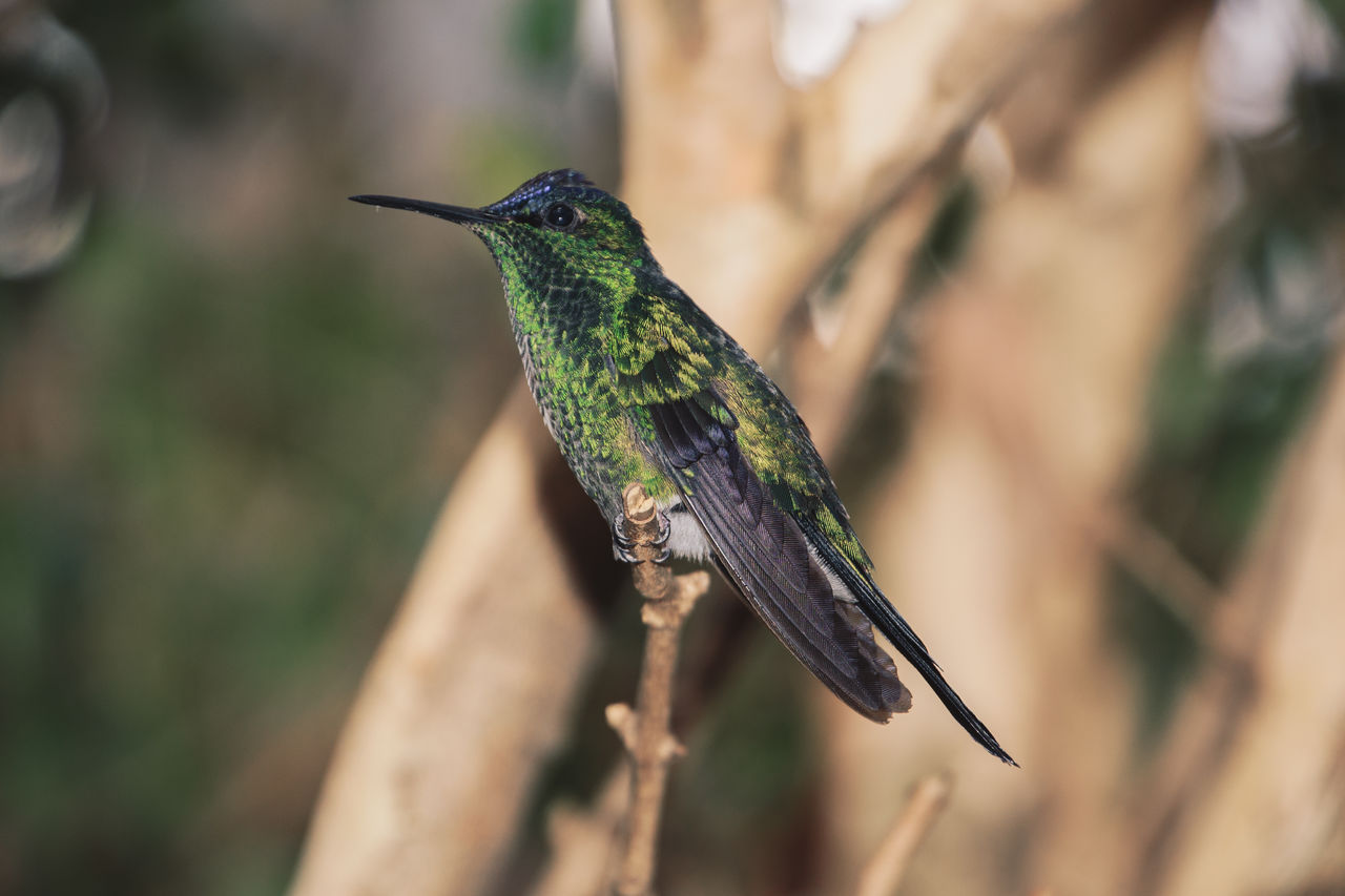 CLOSE-UP OF BIRD PERCHING ON TREE