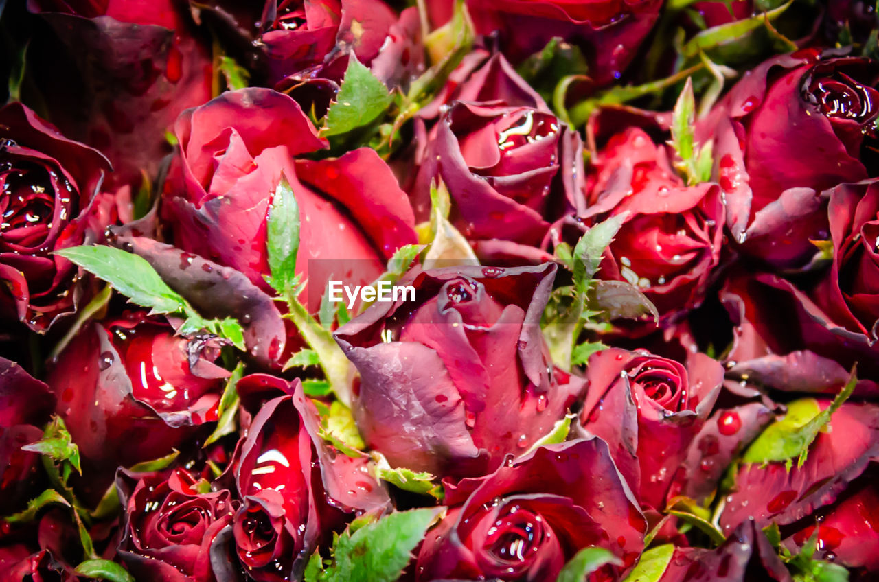 FULL FRAME SHOT OF RED FLOWERS