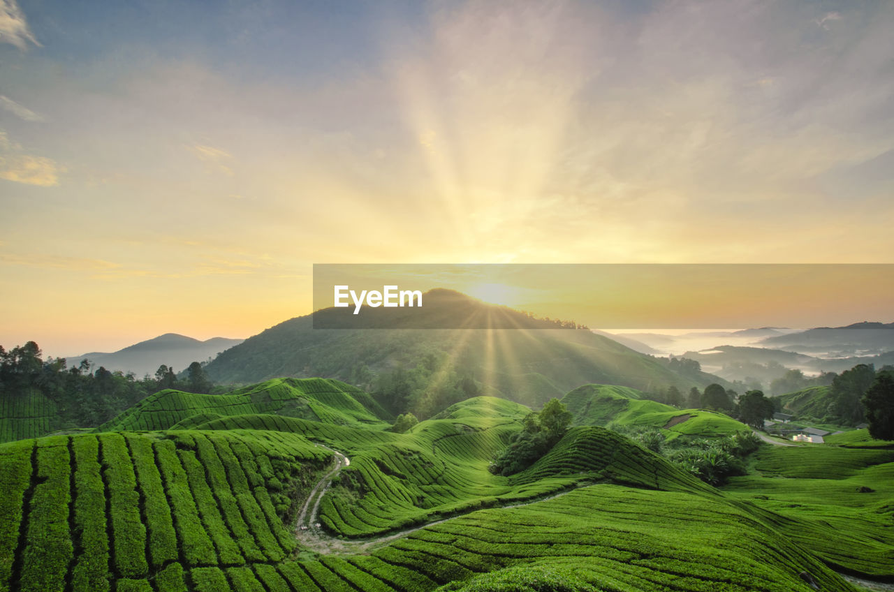 Scenic view of agricultural field against sky during sunset