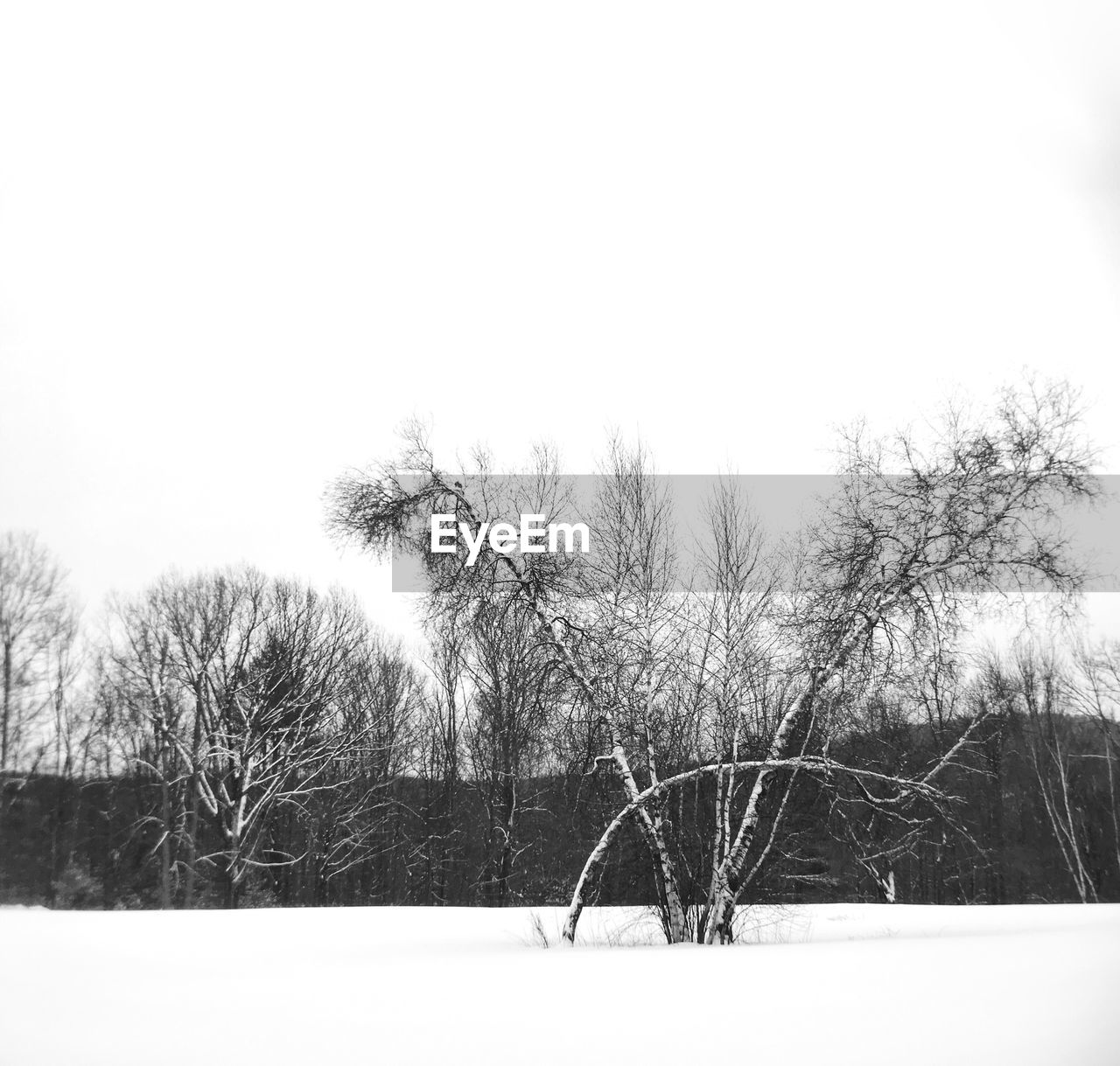 SNOW COVERED TREES AGAINST CLEAR SKY