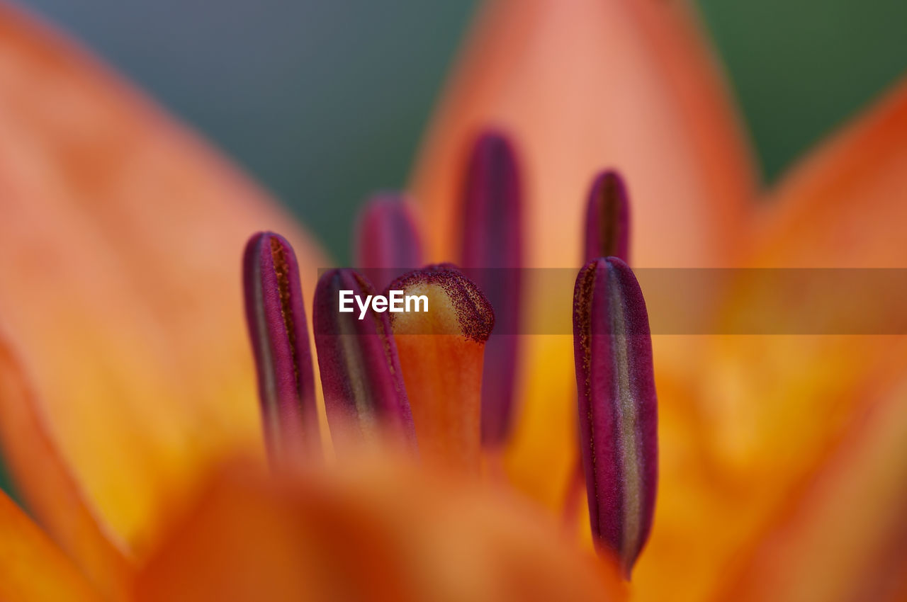 close-up of flower blooming outdoors