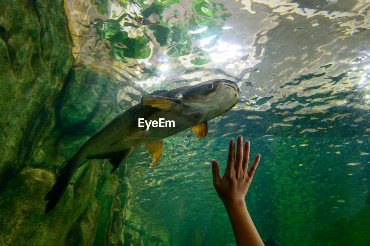 View of fish swimming in aquarium 