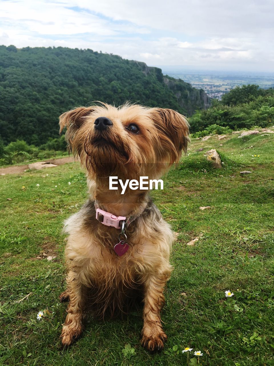 Dog sitting on field against sky