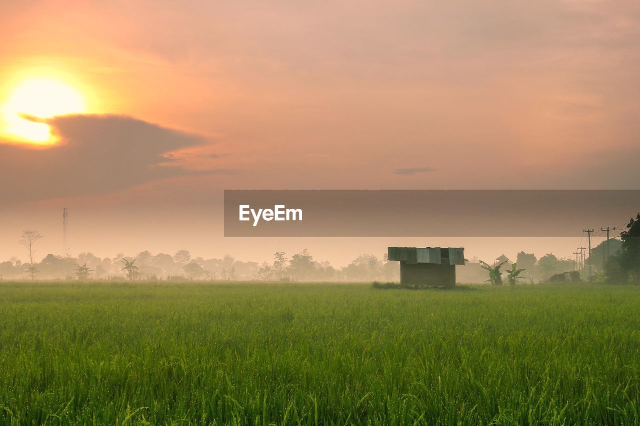 Grassy field against sky during sunset