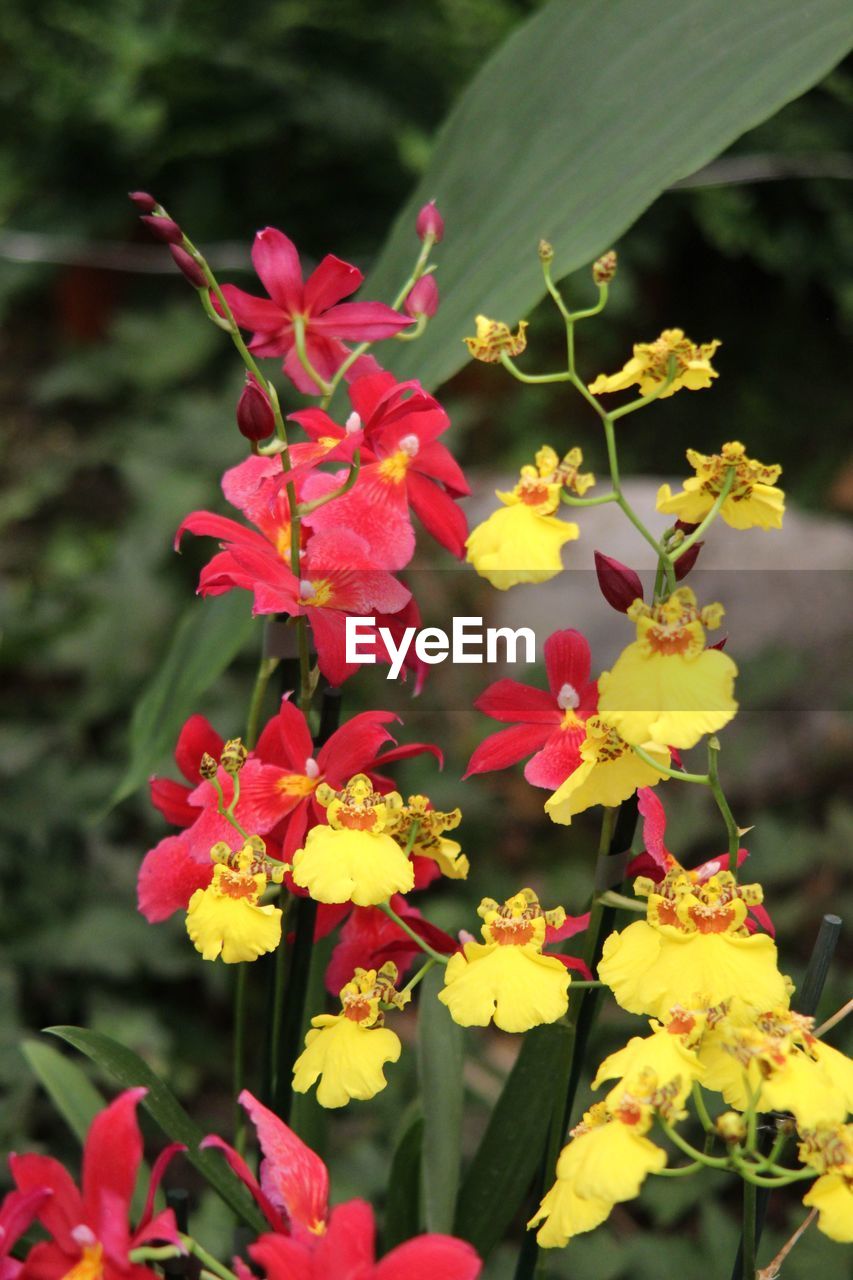 CLOSE-UP OF FLOWERS BLOOMING