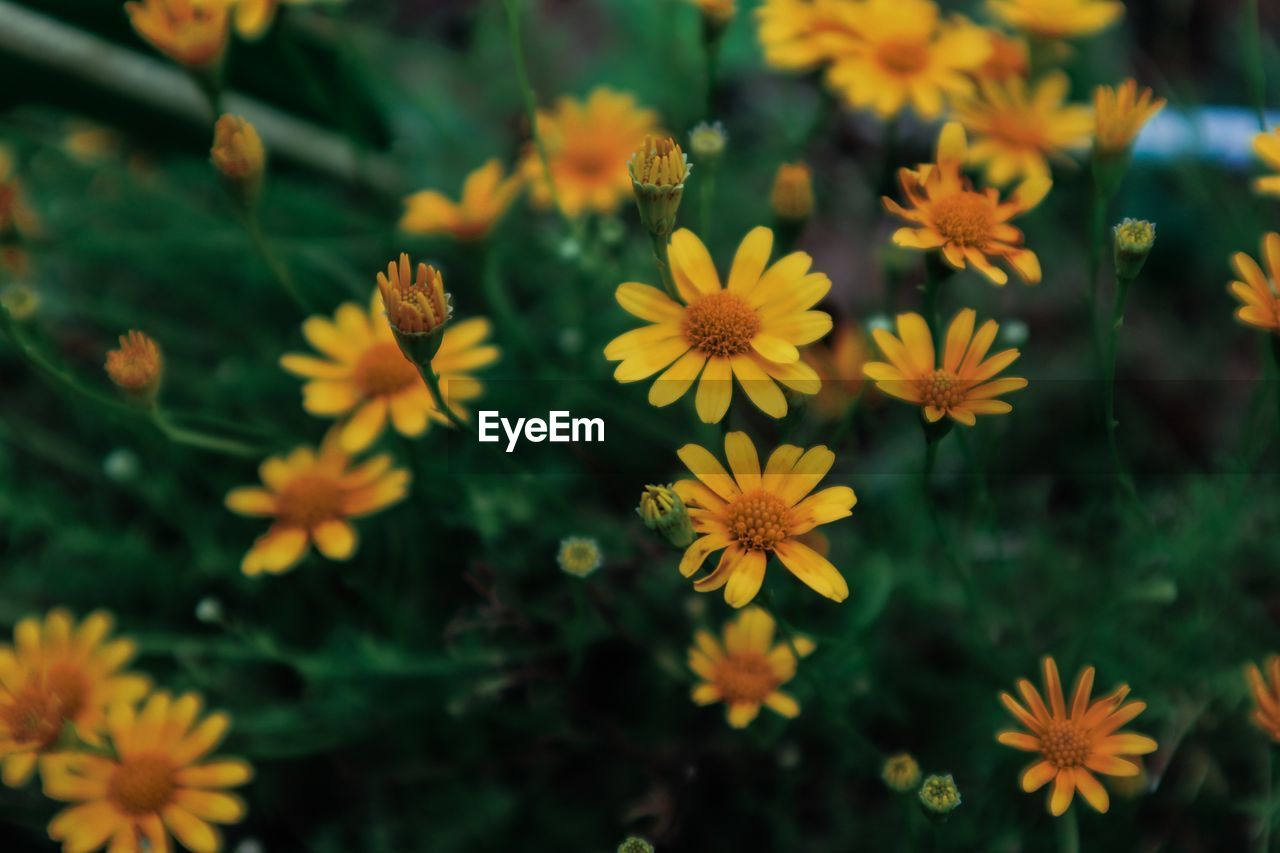 Close-up of yellow flowering plants