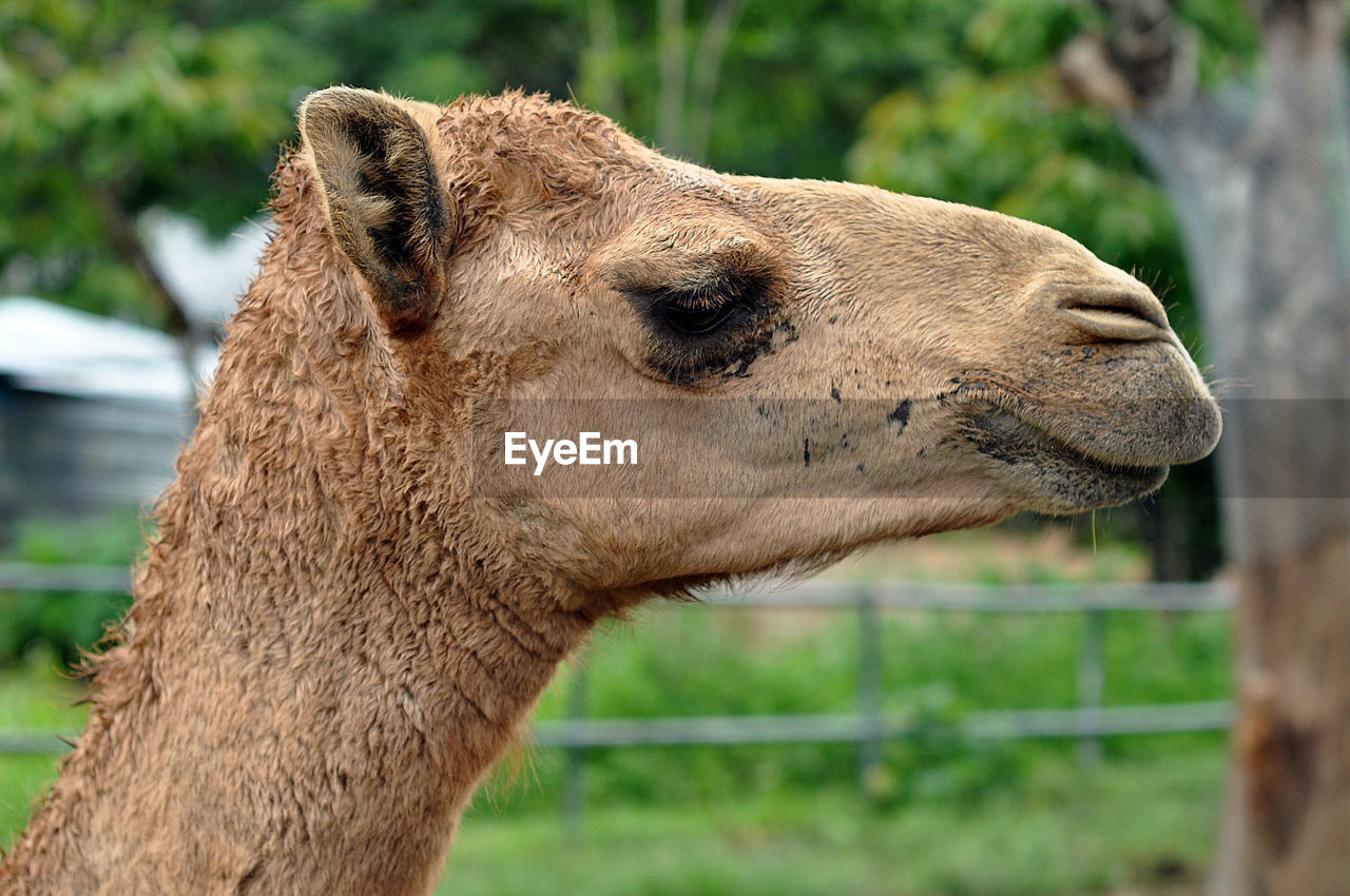 The dromedary or arabian camel has a single hump.