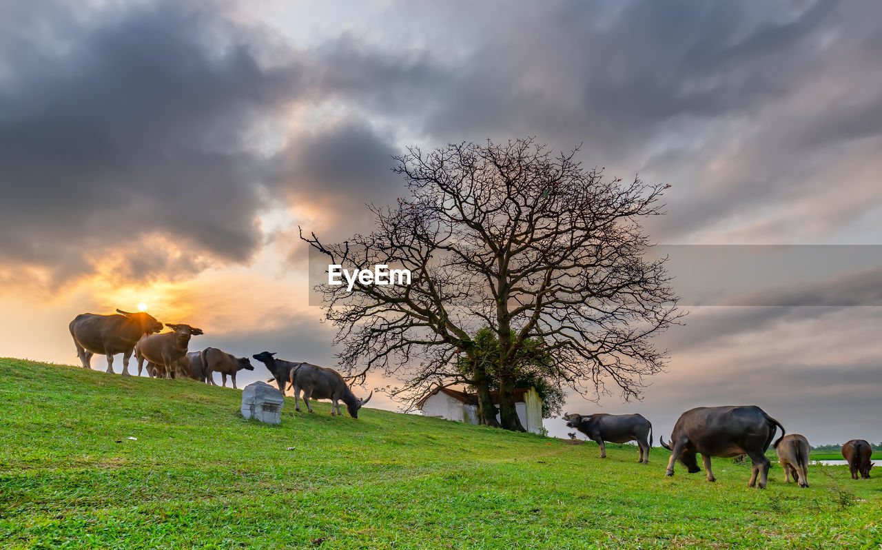 HORSES GRAZING IN FIELD