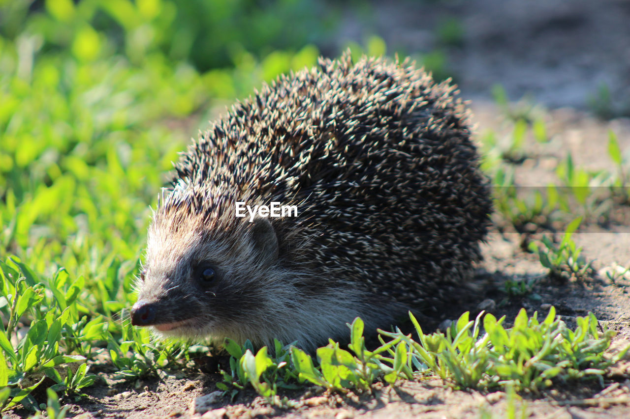 Close-up of a hedgehog on field