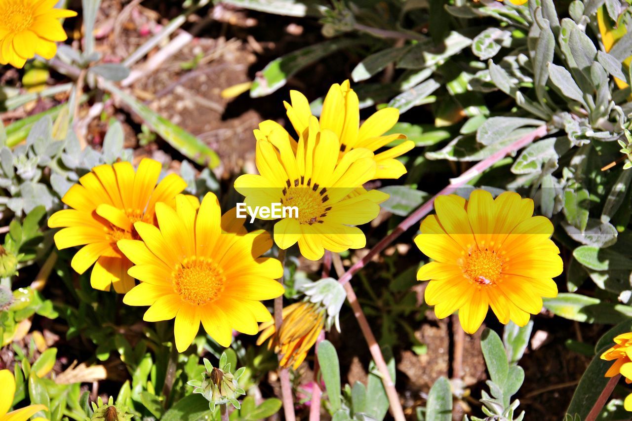 CLOSE-UP OF YELLOW FLOWERING PLANT