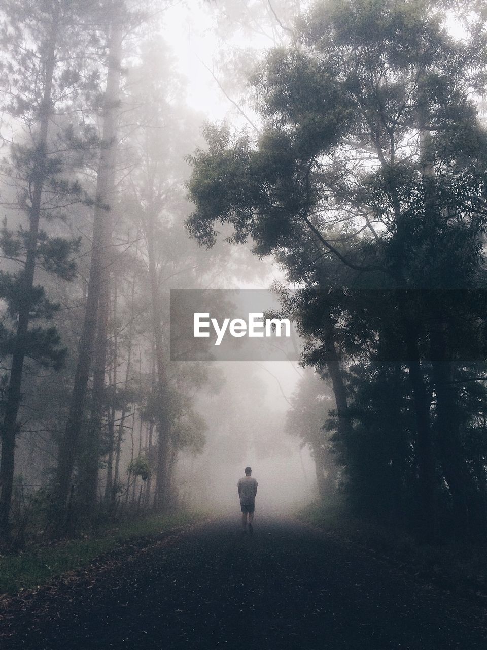 Rear view of man walking on country road amidst trees in foggy weather