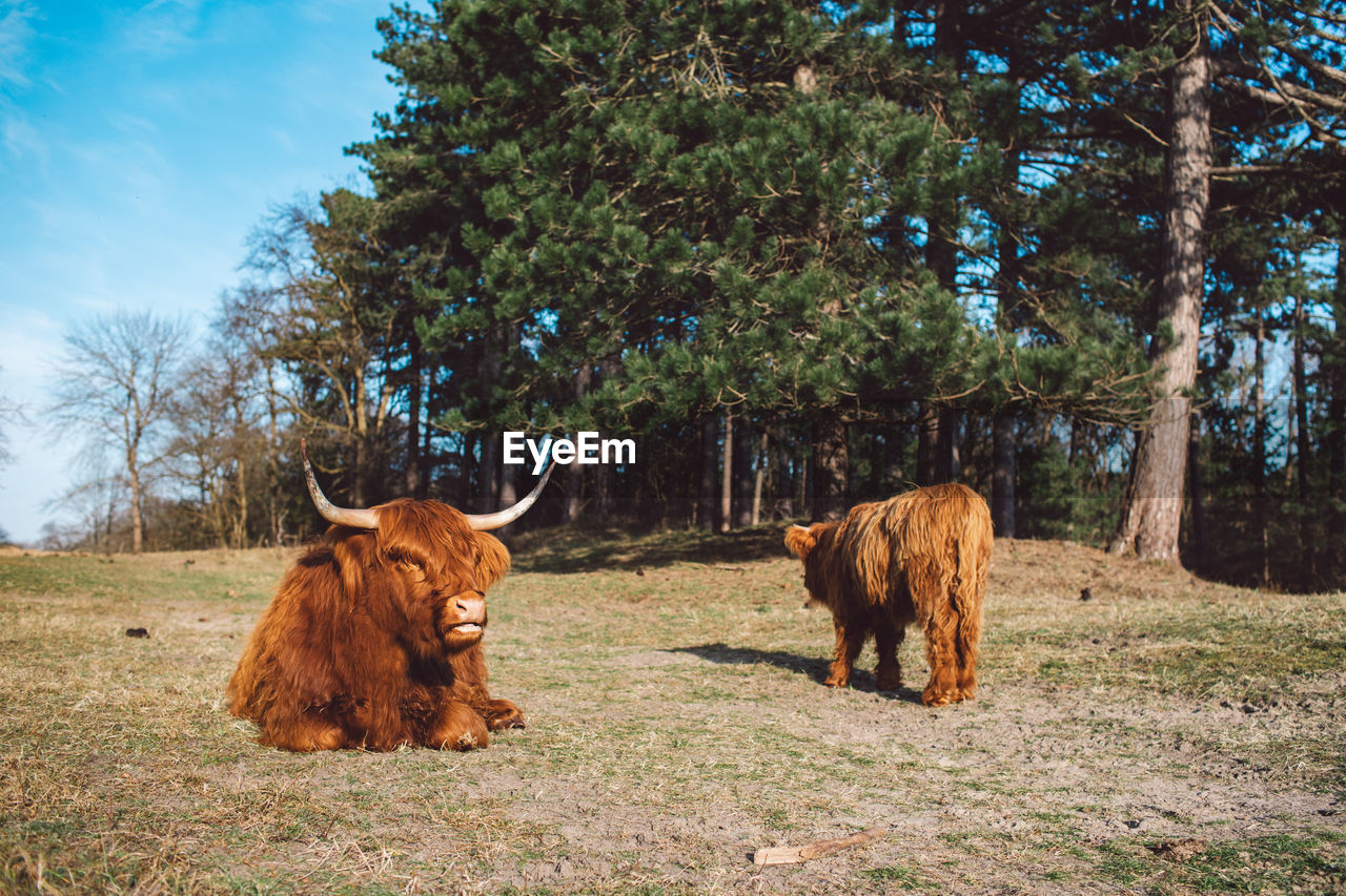 View of a cows on a field