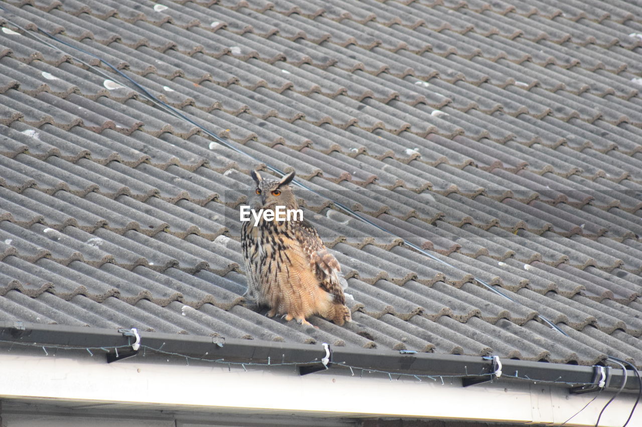 BIRD ON ROOF AGAINST SKY