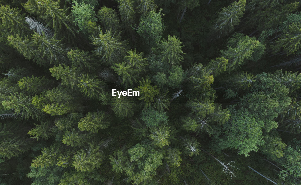 Forest area. aerial view. coniferous and deciduous trees. full frame. top view. lungs of the planet