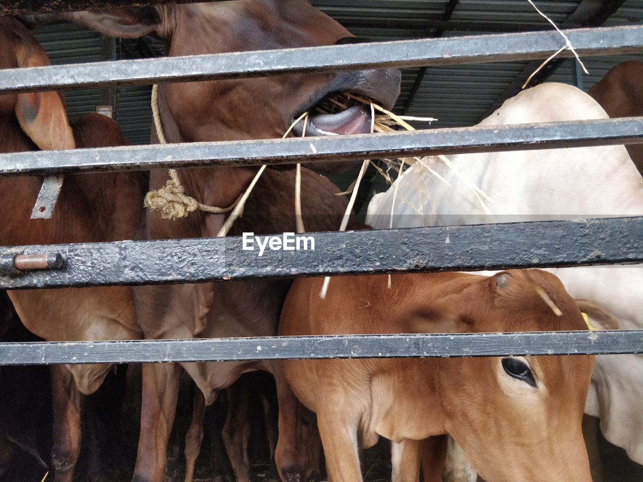 HORSE STANDING IN RANCH