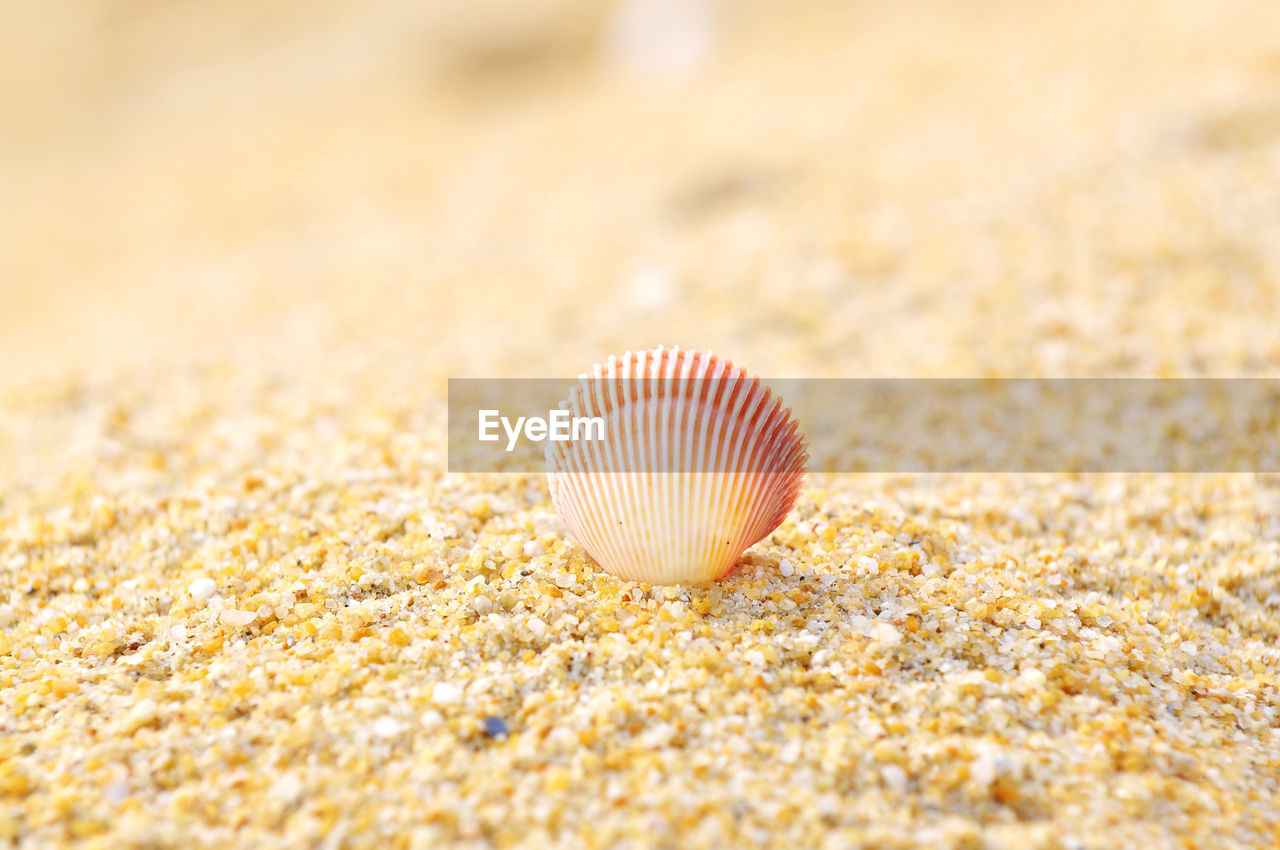 Close-up of seashell on sandy beach