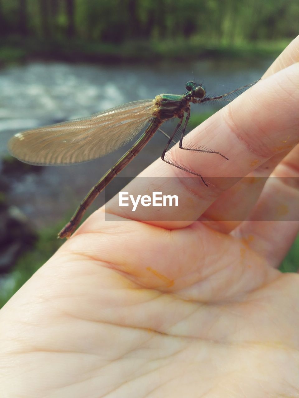 CLOSE-UP OF INSECT ON HAND