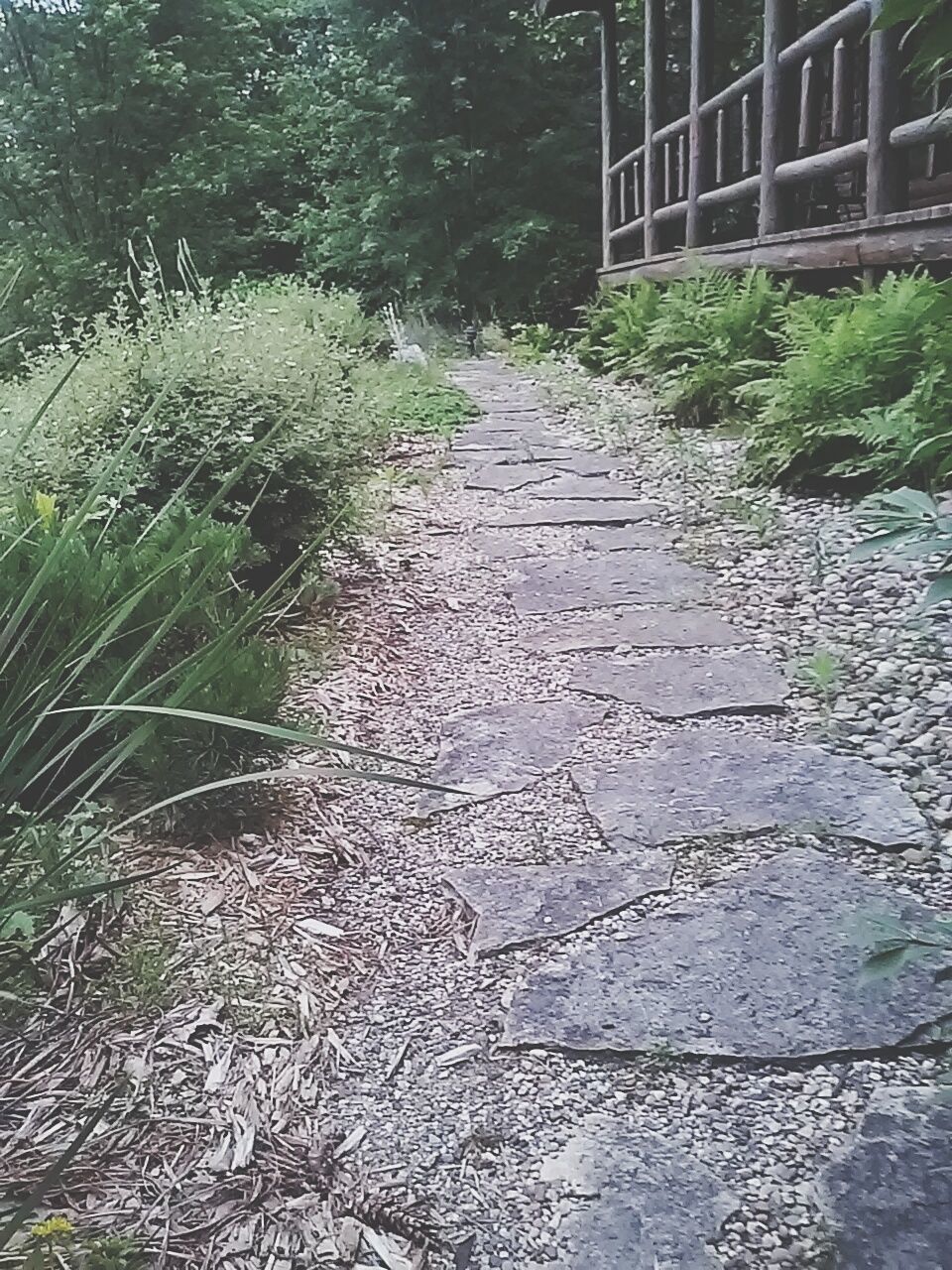 VIEW OF PLANTS IN THE DARK