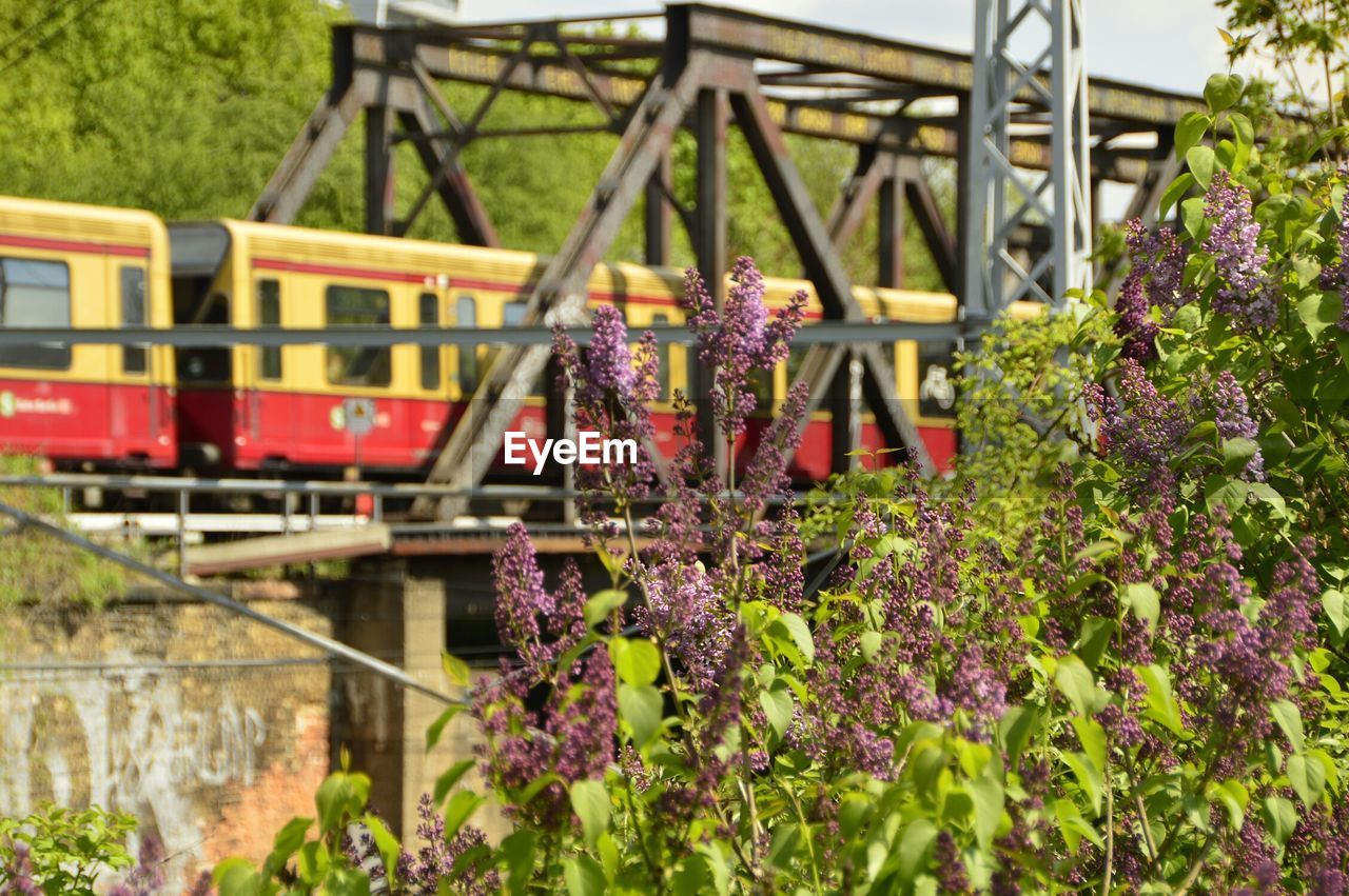 Close-up of levander flowers with train in background