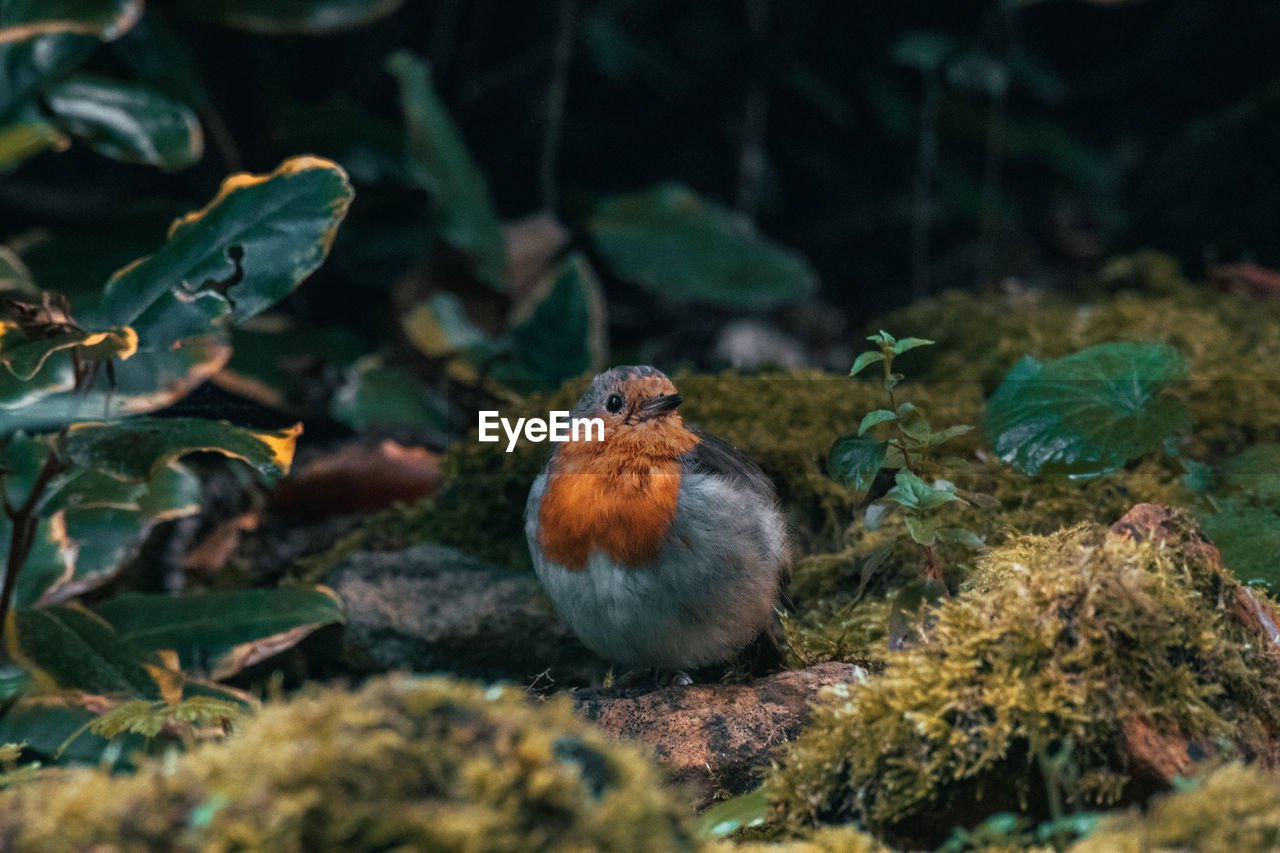 Close-up of a robin perching on plant