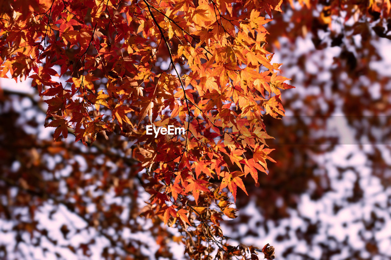 tree, plant, autumn, nature, leaf, plant part, beauty in nature, branch, no people, day, close-up, growth, outdoors, orange color, focus on foreground, selective focus, tranquility, sunlight, macro photography, winter, flower, low angle view