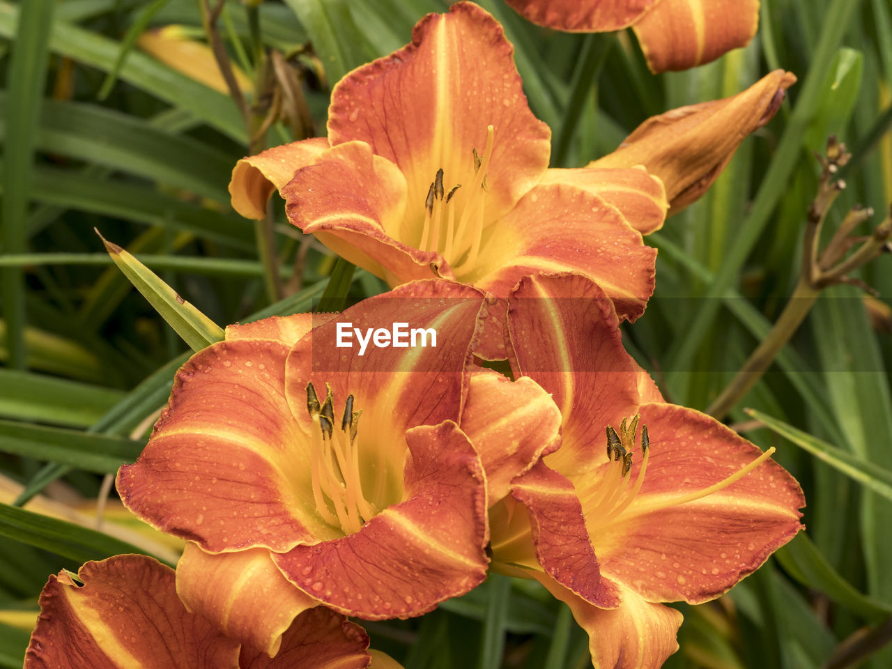 plant, flower, flowering plant, beauty in nature, petal, growth, fragility, freshness, daylily, close-up, flower head, inflorescence, lily, nature, pollen, botany, no people, orange color, focus on foreground, day, plant part, leaf, outdoors, stamen