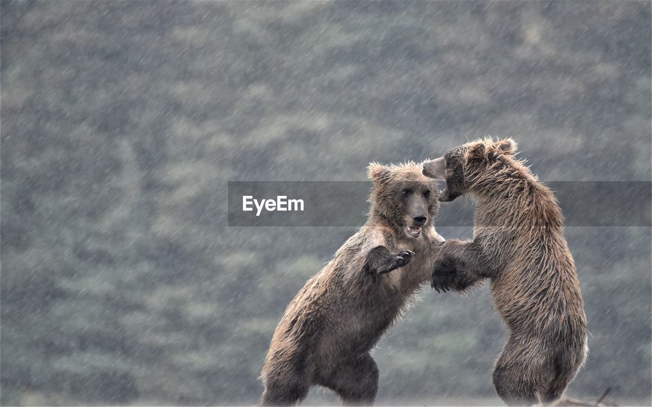 Brown bears fighting during rainfall