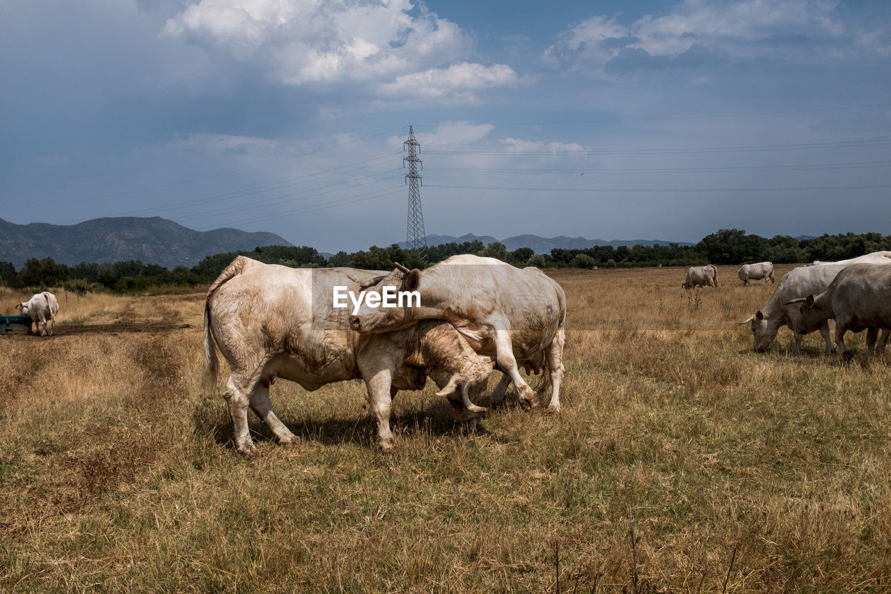 Two cows enjoy scratching with one another. concept of animal welfare in organic agriculture.